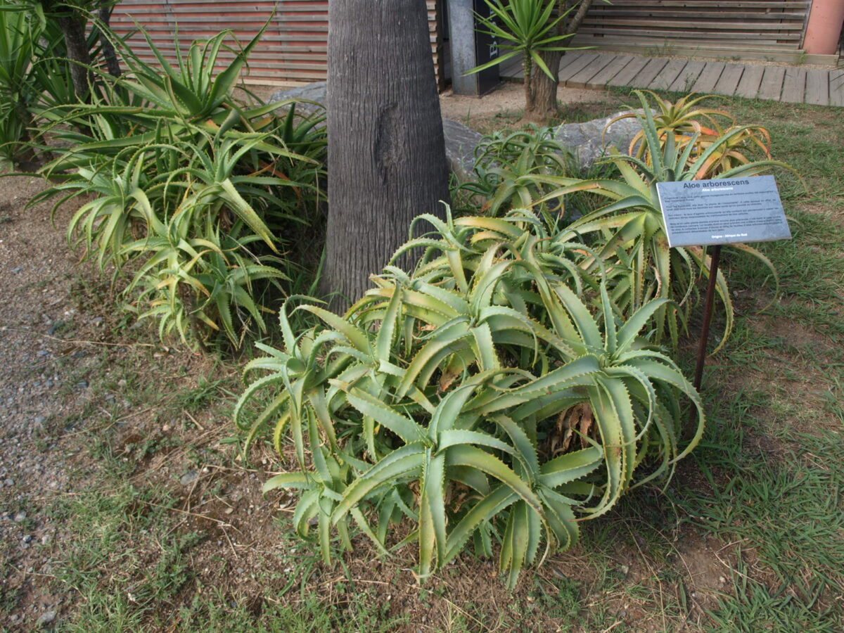06 Aloe arborescens