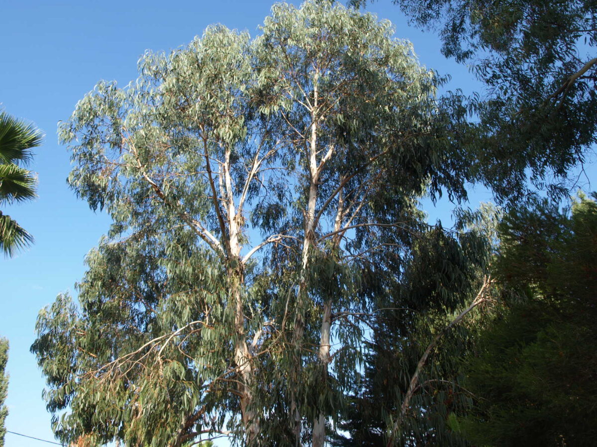 14 Eucalyptus