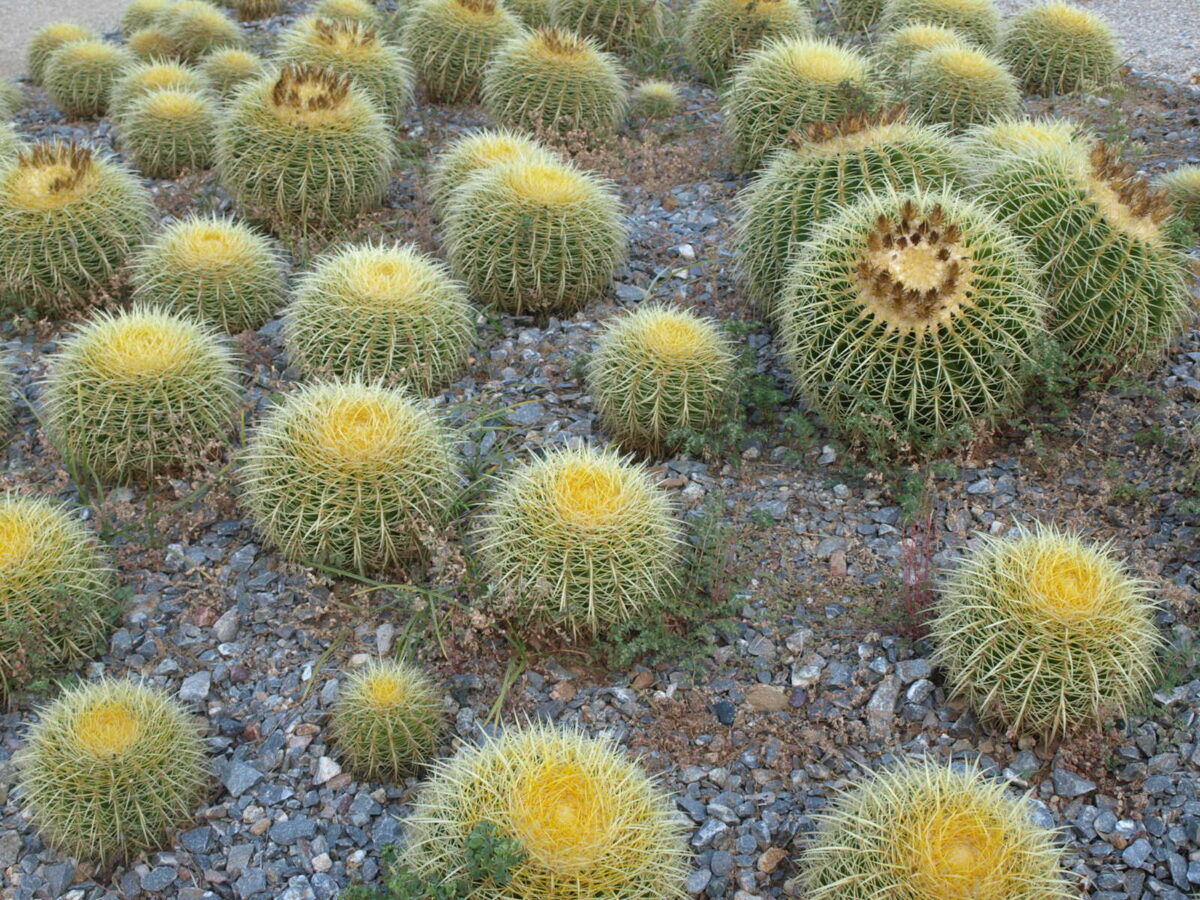19 Fabuleux cactus