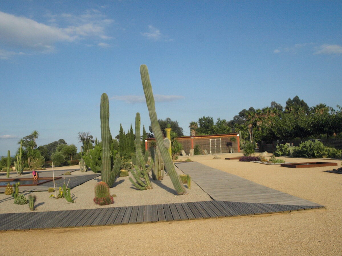 48 Balade au milieu des cactus