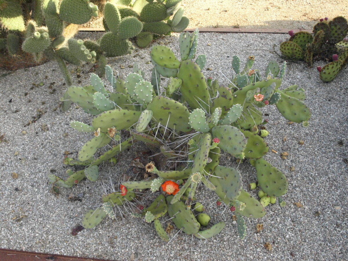 50 Balade au milieu des cactus