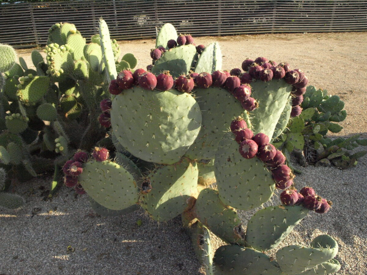 52 Balade au milieu des cactus
