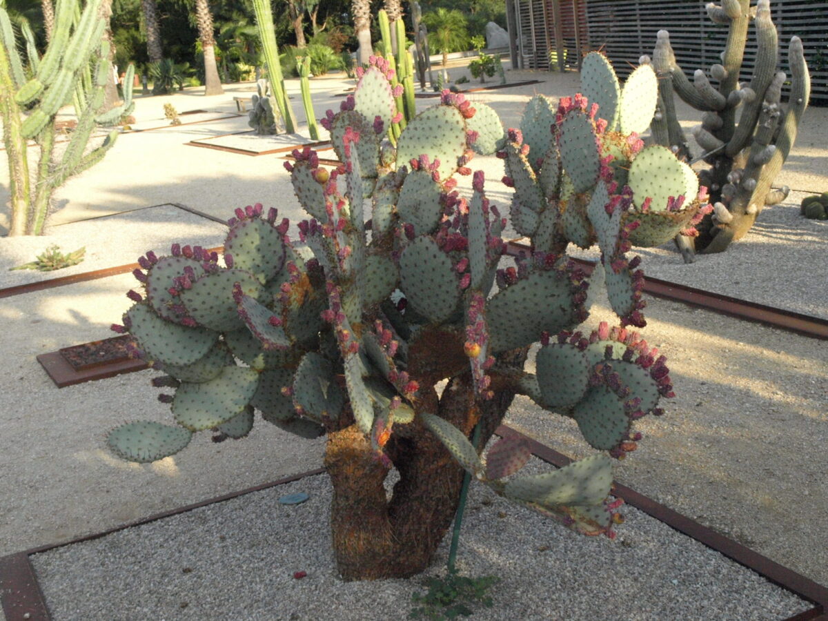 58 Balade au milieu des cactus