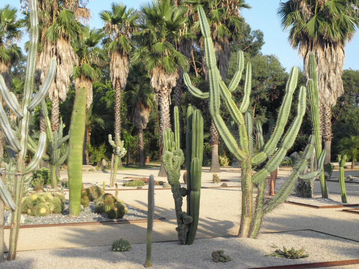 59 Balade au milieu des cactus