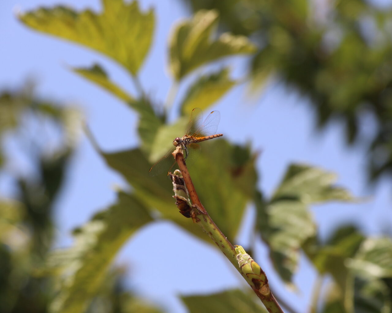 15 Une libellule deployant ses ailes.