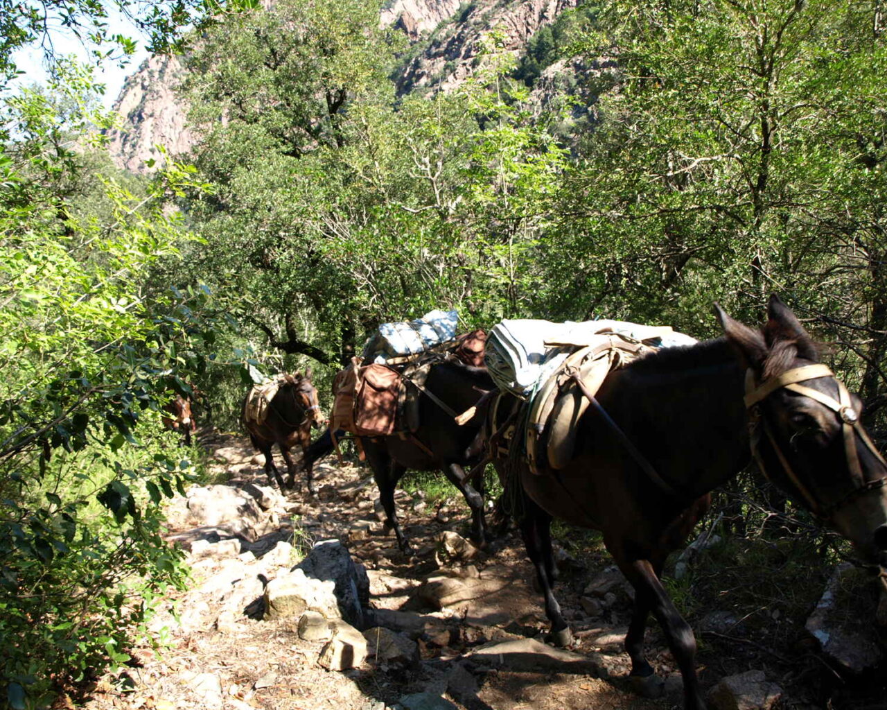 04 Les mules montent au refuge tous les matins....