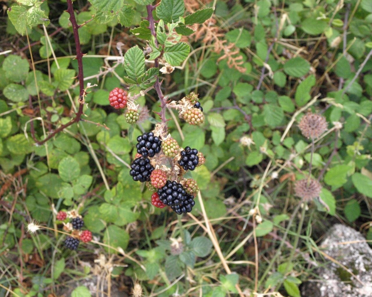 21 Cueillette de mures sur le sentier