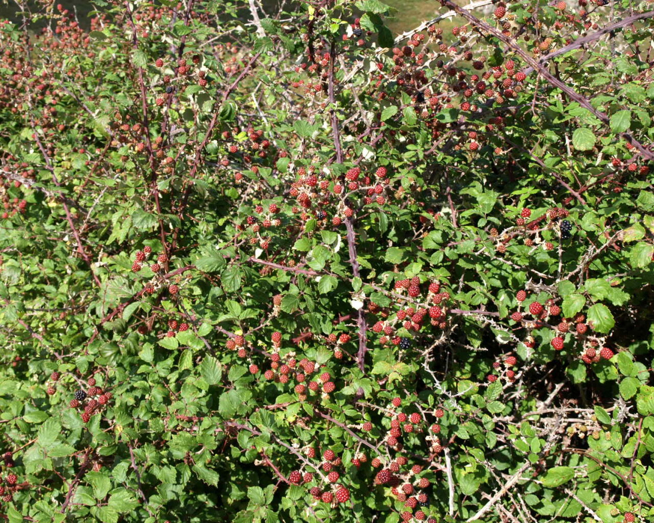 22 Cueillette de mures sur le sentier