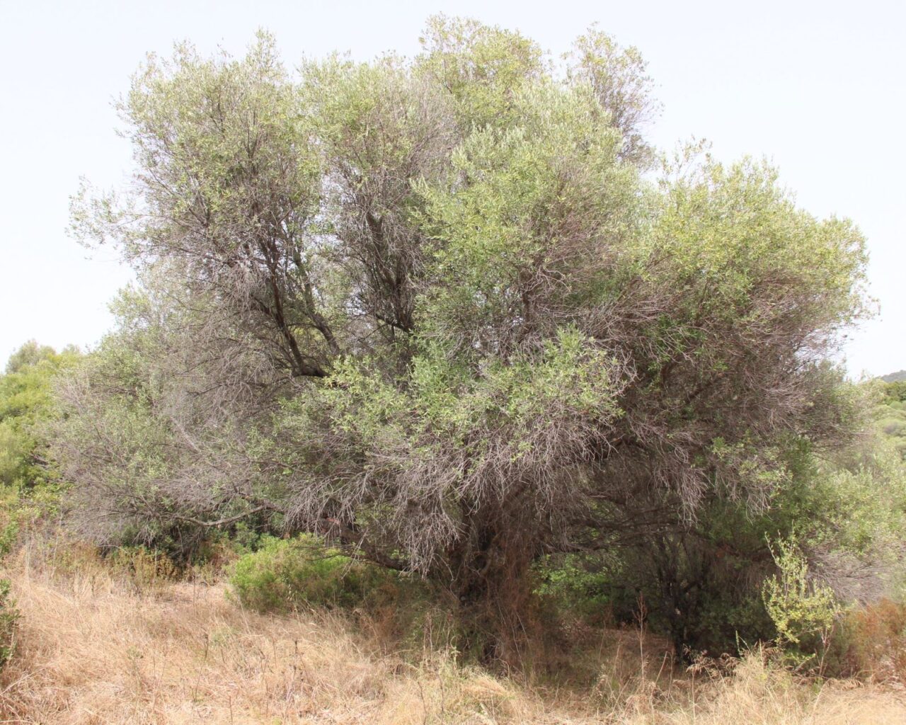 12 Un olivier très ancien