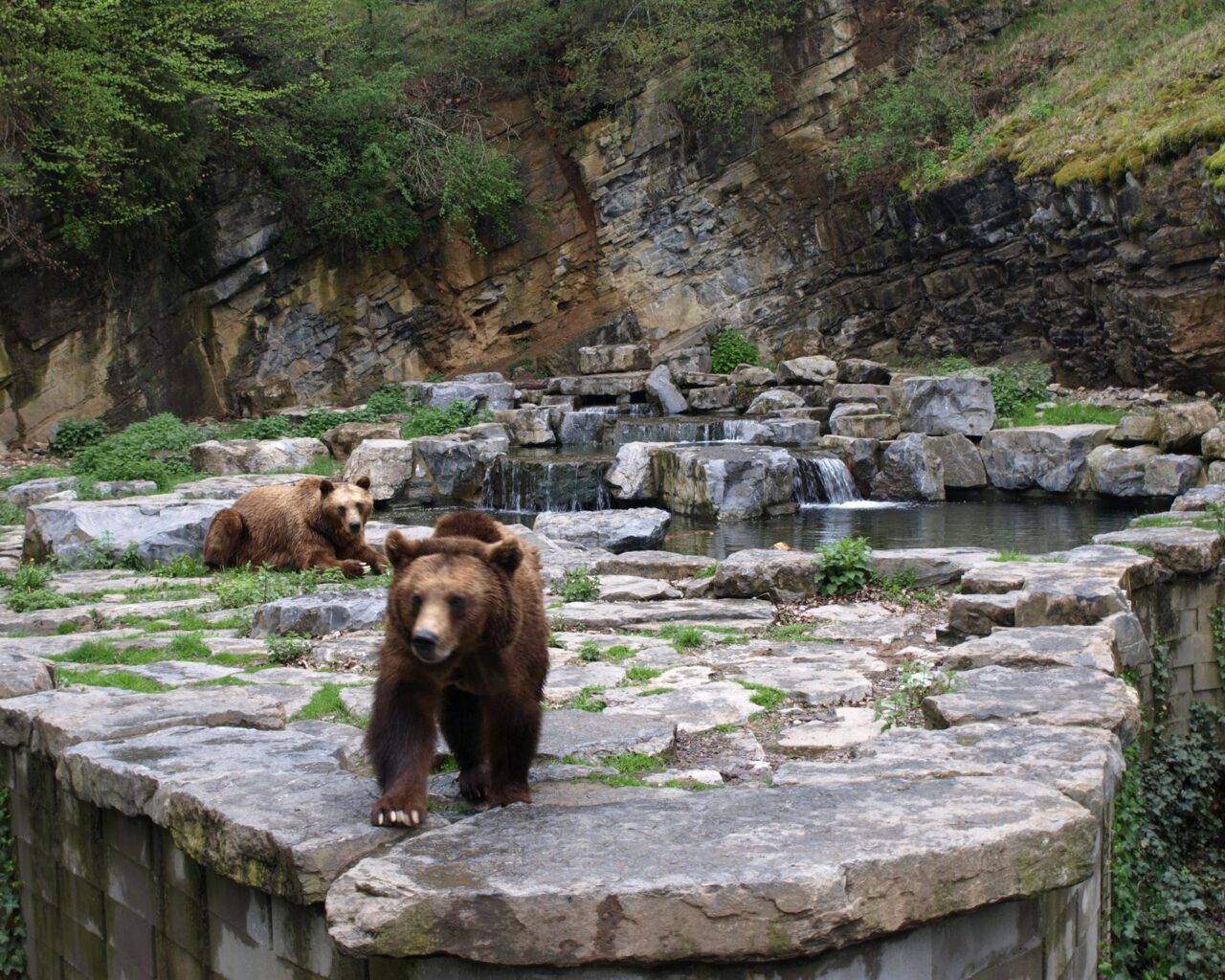 14 Les ours bruns Willy et Marlène