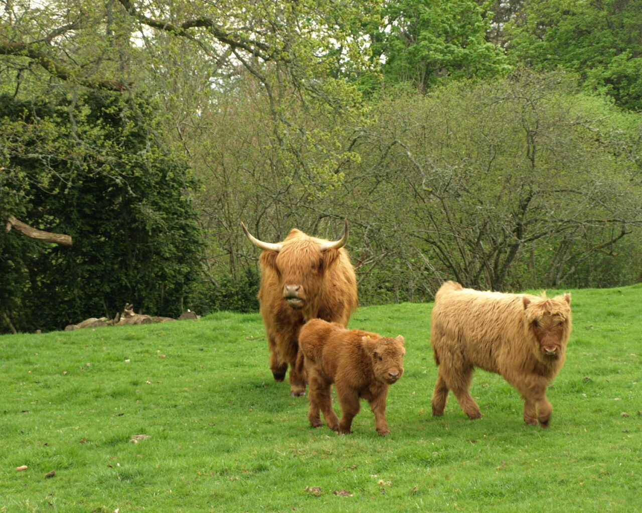 21 - Highlands Cow Family