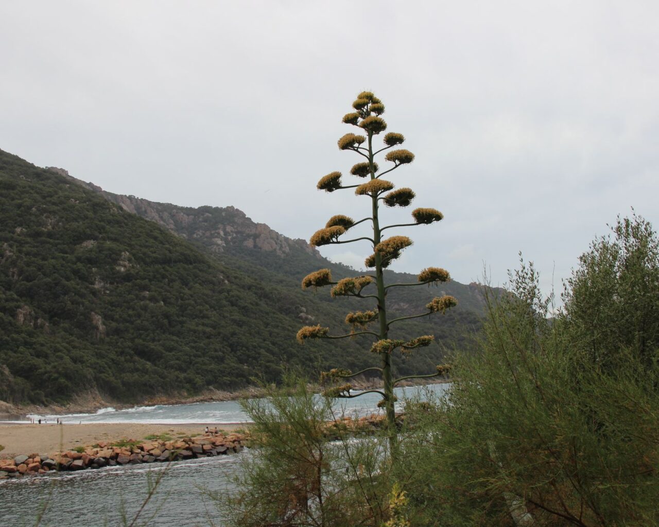 24 Un agave, plante monocarpique