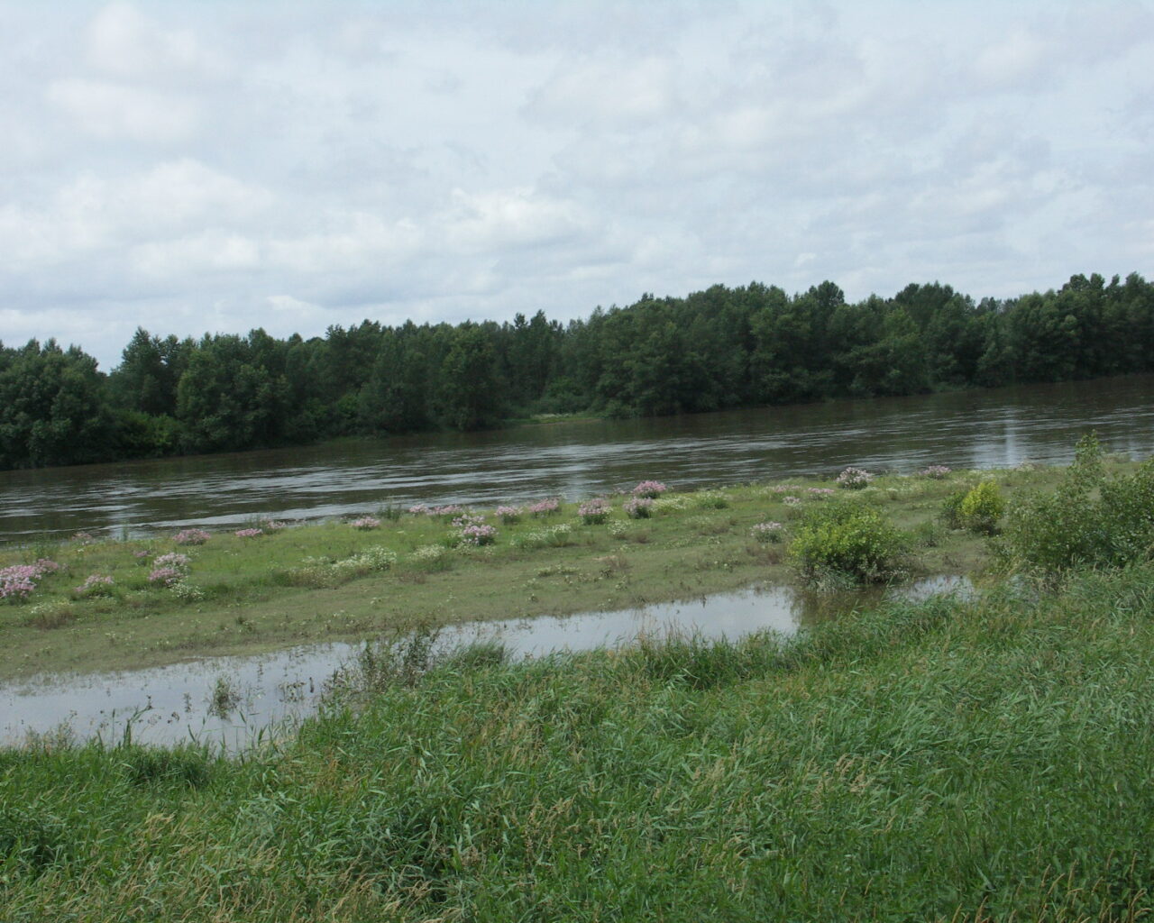 15 La Loire. Quand ses eaux dorment l'été, la nature sort de son lit, relevant ici et là de petits îlots d'une belle mosaïque de verdure