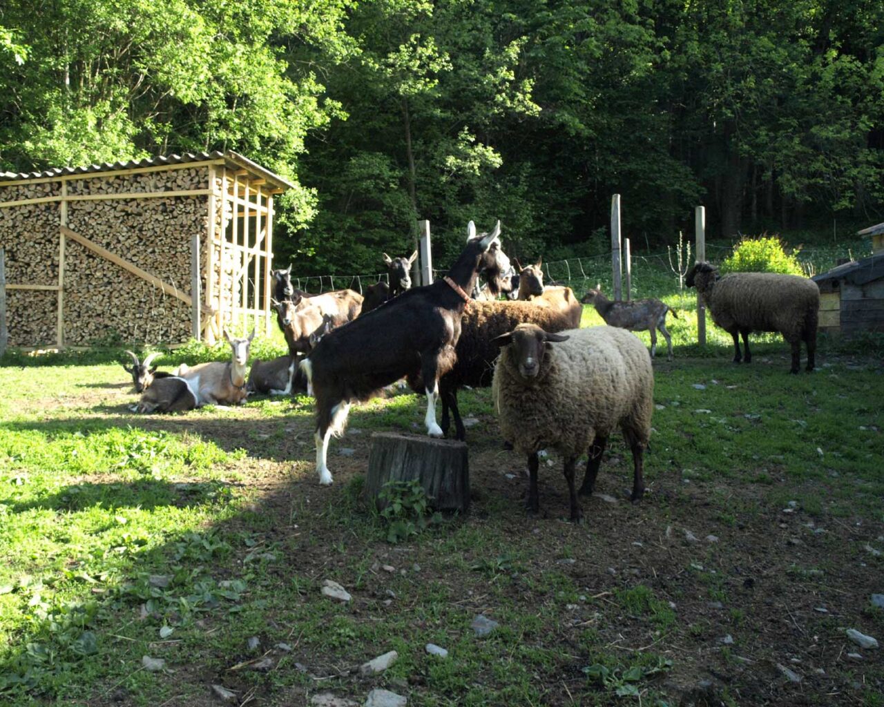 16 Les chèvres et les moutons de Birgit