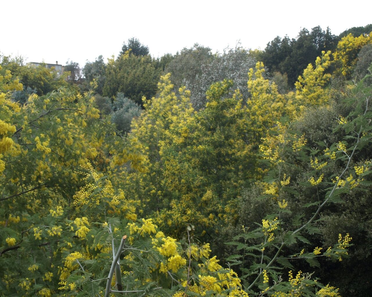 02 La forêt de mimosas de Tanneron