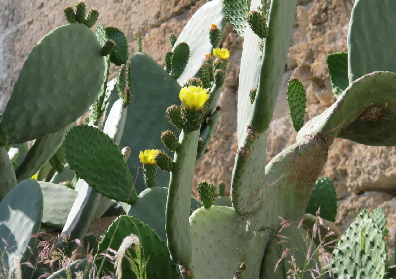 28 Le long du sentier des figues de barbarie