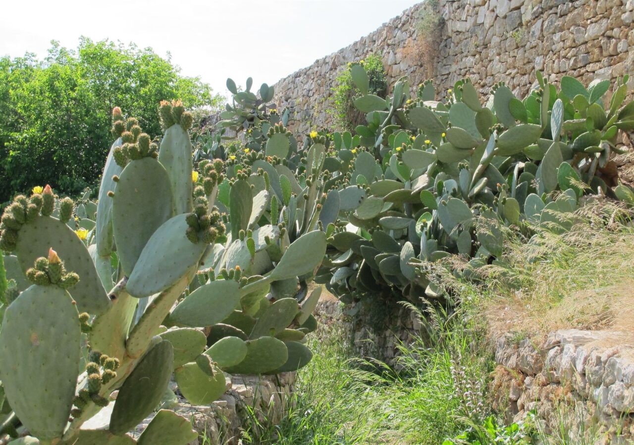 30 Le long du sentier des figues de barbarie